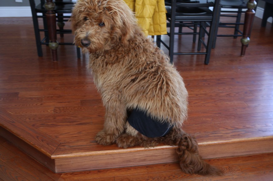 dog in underwear slider
