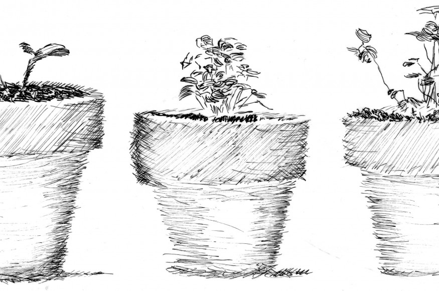 Three pots with seedlings