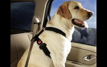 Dog-seat-belt-