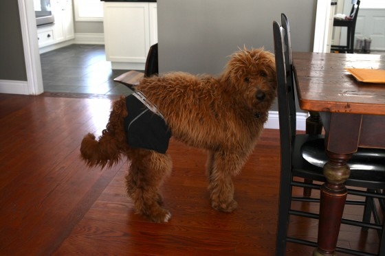 dog wearing underwear