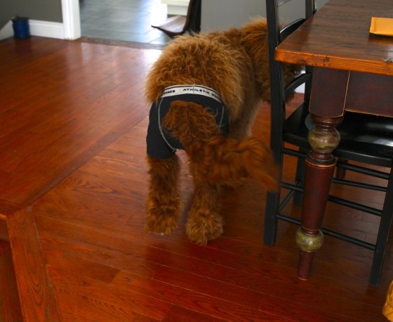 dog wearing underwear - tail cut out