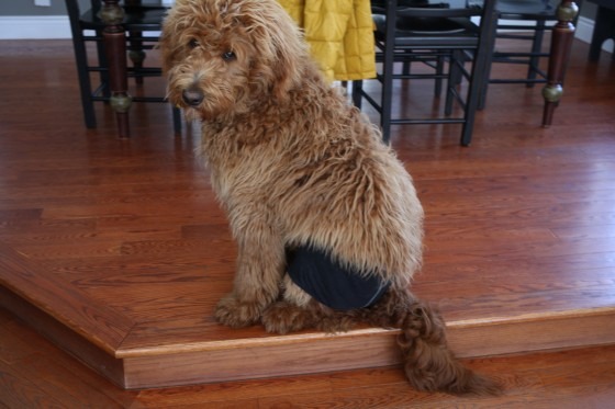 dog wearing underwear wookie