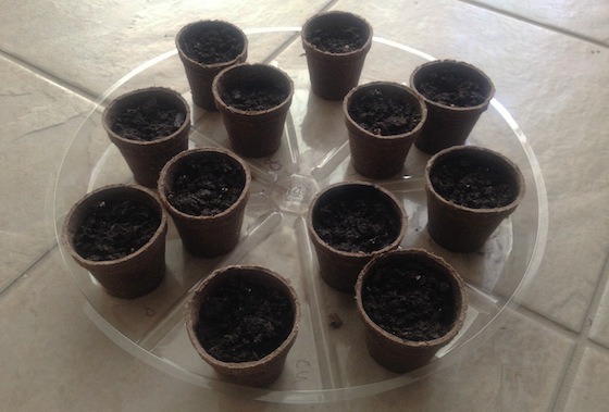 how to start seedlings