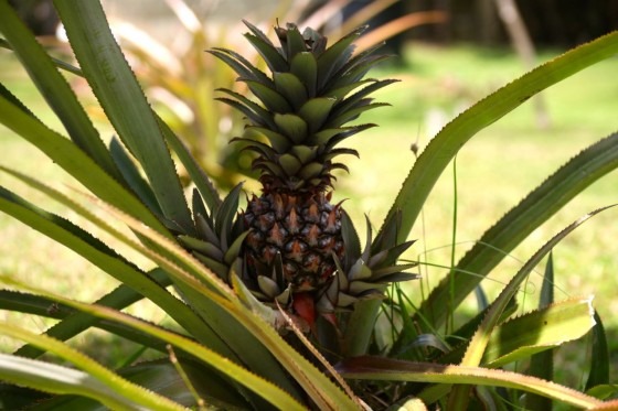 mayfield falls pineapple