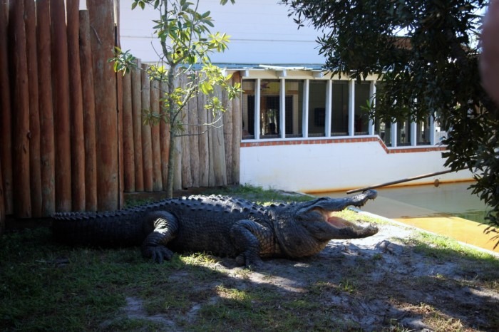 gatorland