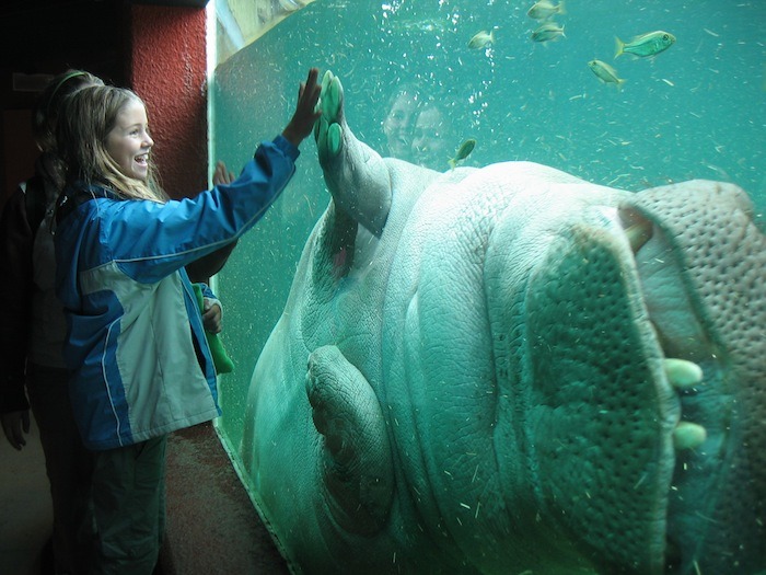 Hippopotamus_Granby_Zoo
