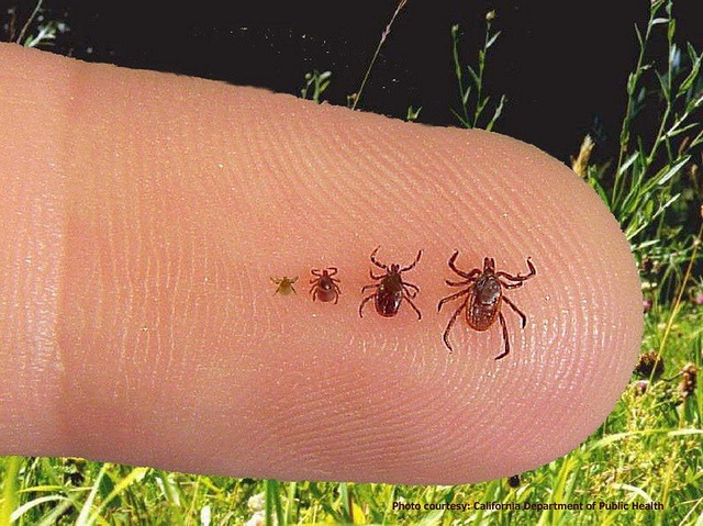 lyme disease prevention