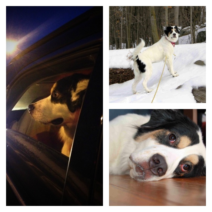 hopeful hearts; rescue dog adoption tips