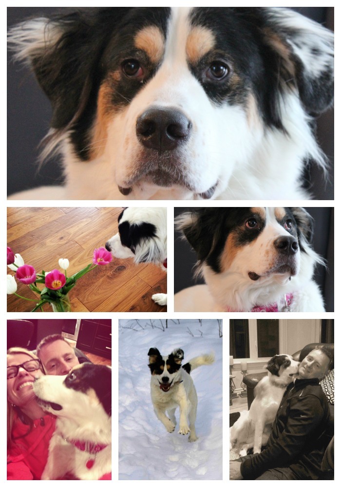 hopeful hearts; rescue dog adoption tips