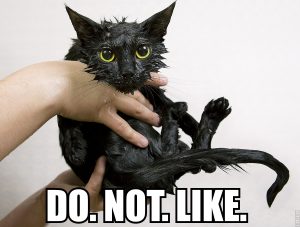 Cute Black Soggy Cat After A Bath