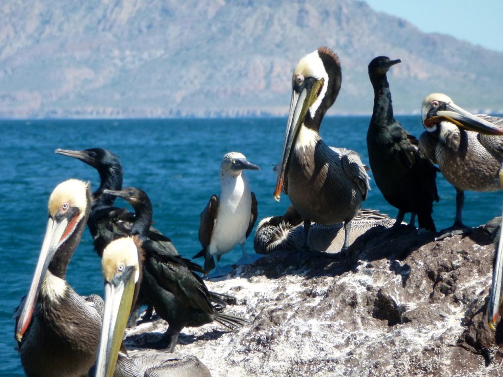 Villa Del Palmar, Blue Footed Booby