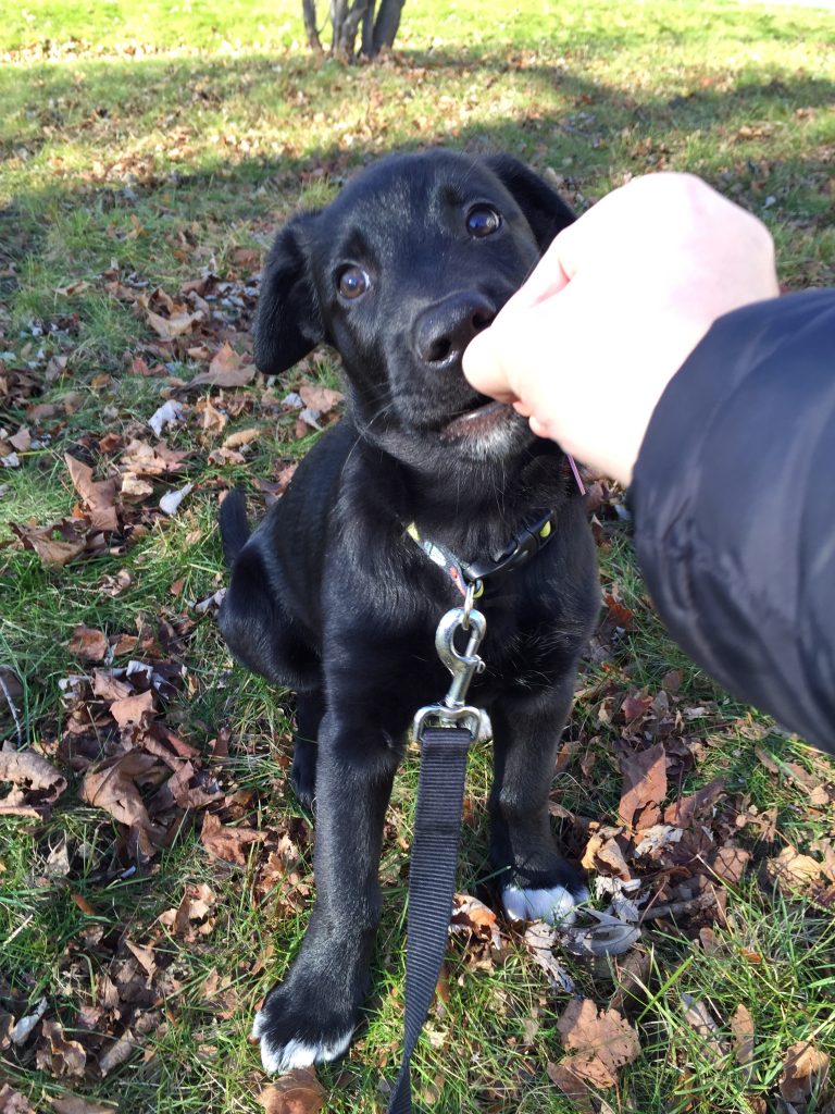 How to Have Fun This Holiday with Your Pets and Keep The Safe | Christmas | dog training |