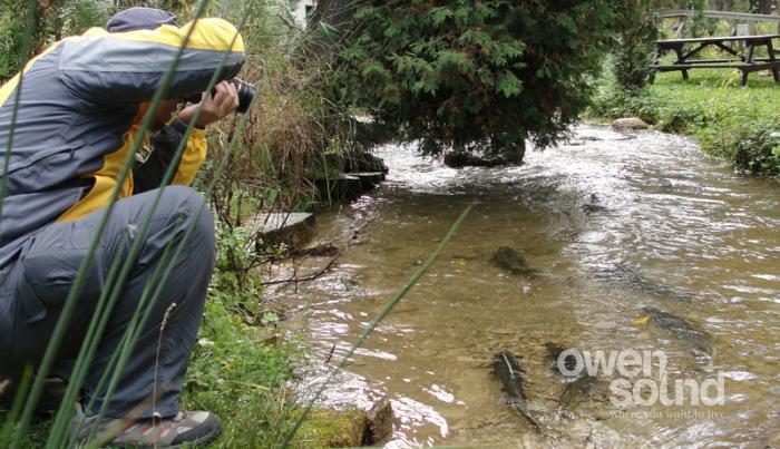 To make it easier to pick and choose how you're going to spend your days off follow along so you don't miss these favourite Ontario fall activities. salmon spawning in Owen Sound