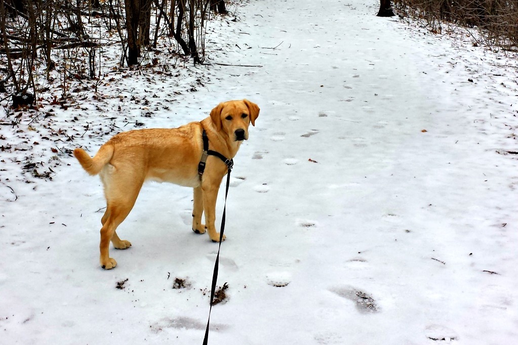 walking dogs for a living, dogs and snow, labradors
