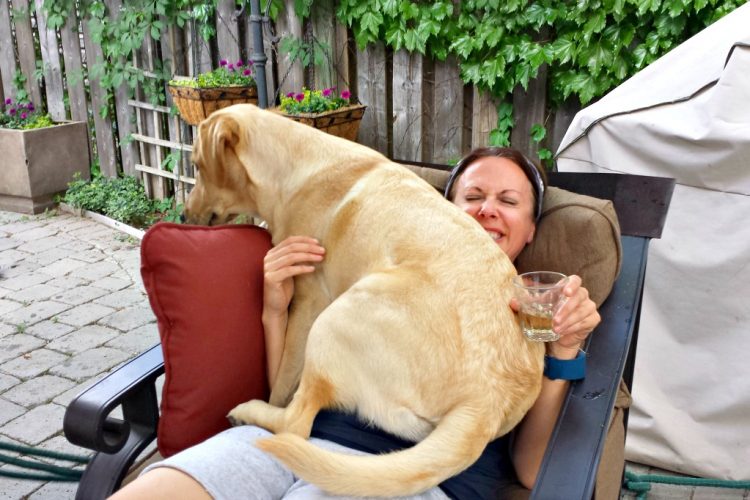 walking dogs for a living, dog sitting on human