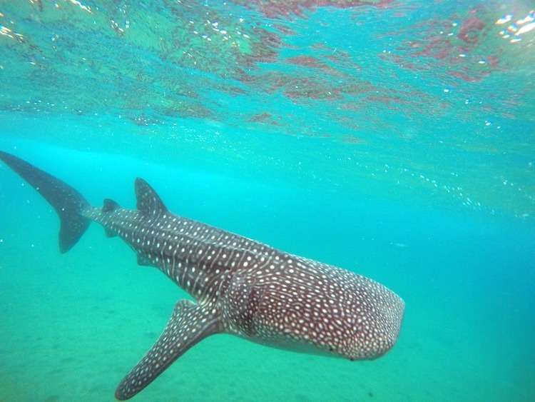 Best Adventures Excursions in Cabo, whale sharks