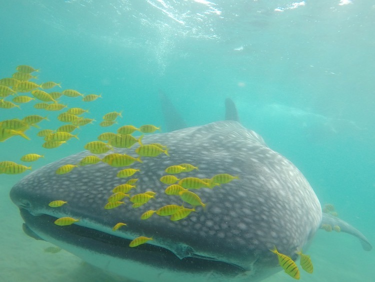 Best Whale Shark Encounter in Cabo, Swimming with Whale Sharks, Best Adventure Excursions in Cabo