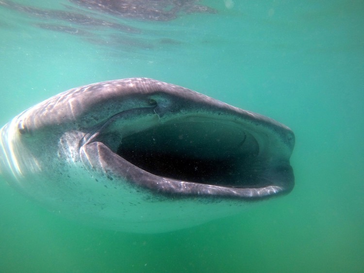 Best Adventure Excursions in Cabo