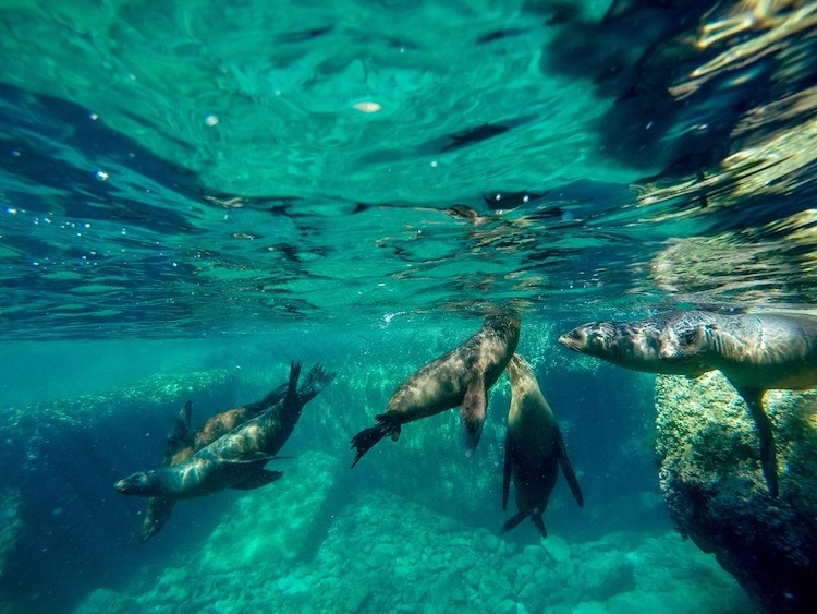 Best Adventure Tours in Cabo, Swimming with Sea lion pups, Isla Espíritu Santo