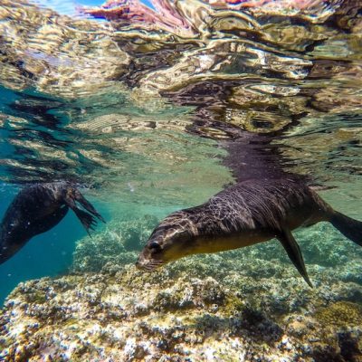 The Best Adventure Excursions in Cabo Are Found with Cabo Adventures