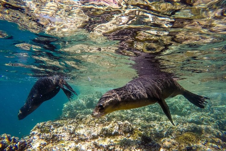 Best Adventure Excursions in Cabo San Lucas