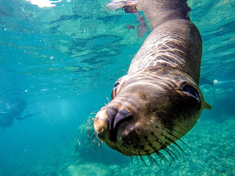 Best Adventure Excursions in Cabo, swimming with sea lions