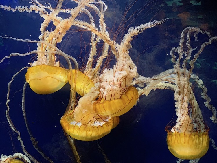 stuck in San Francisco, aquarium of the bay, CityPASS