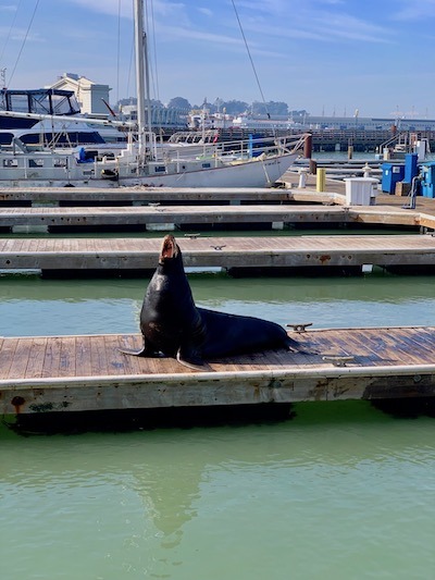 stuck in San Francisco, what to do, what to see, sea lions, Pier 39 