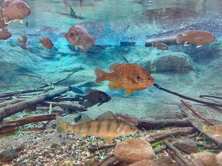 Titus mountain, things to do near titus