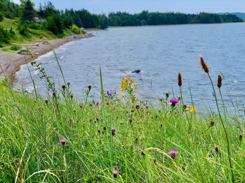 Wildflowers blooming along the shoreline of the Bras D'or Lakes UNESCO World Heritage Site, Cape Breton Nova Scotia