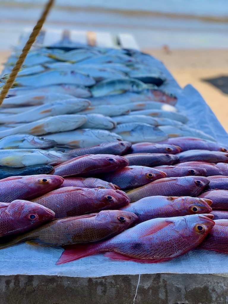 Fresh red snapper and white fish laid out at a Mazatlán Mexico seafood market by the beach
