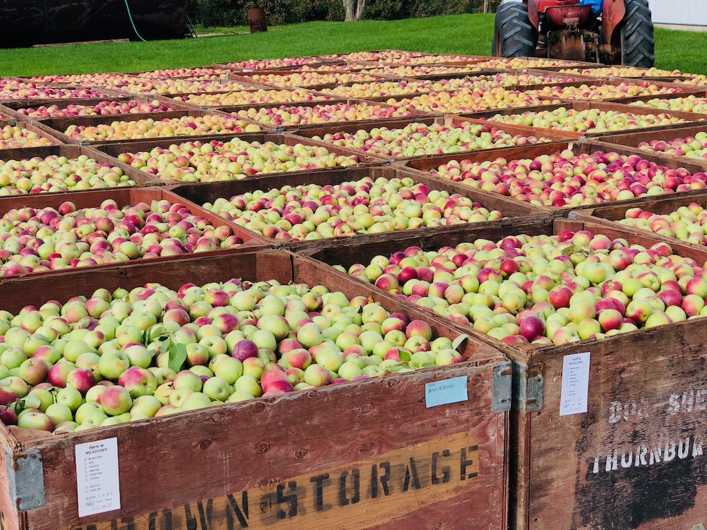 grey county apples at the farmer's pantry