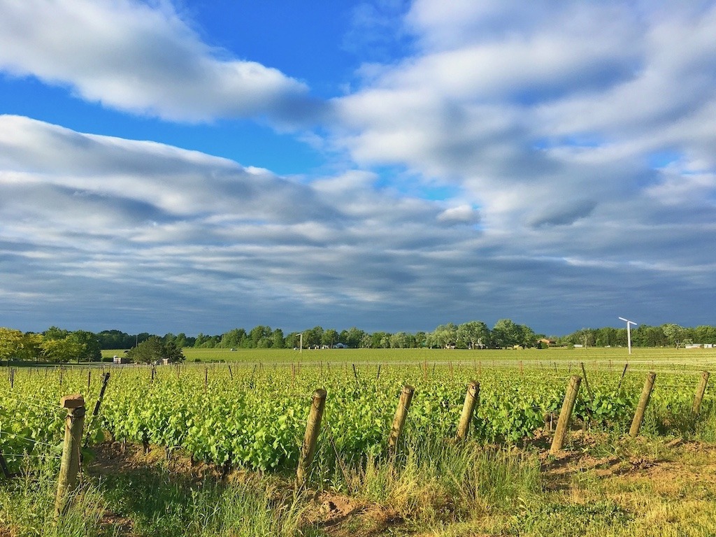 Vineyard in Niagara-on-The-Lake on a sunny summer day a great Canadian travel alternative for wine country in California
