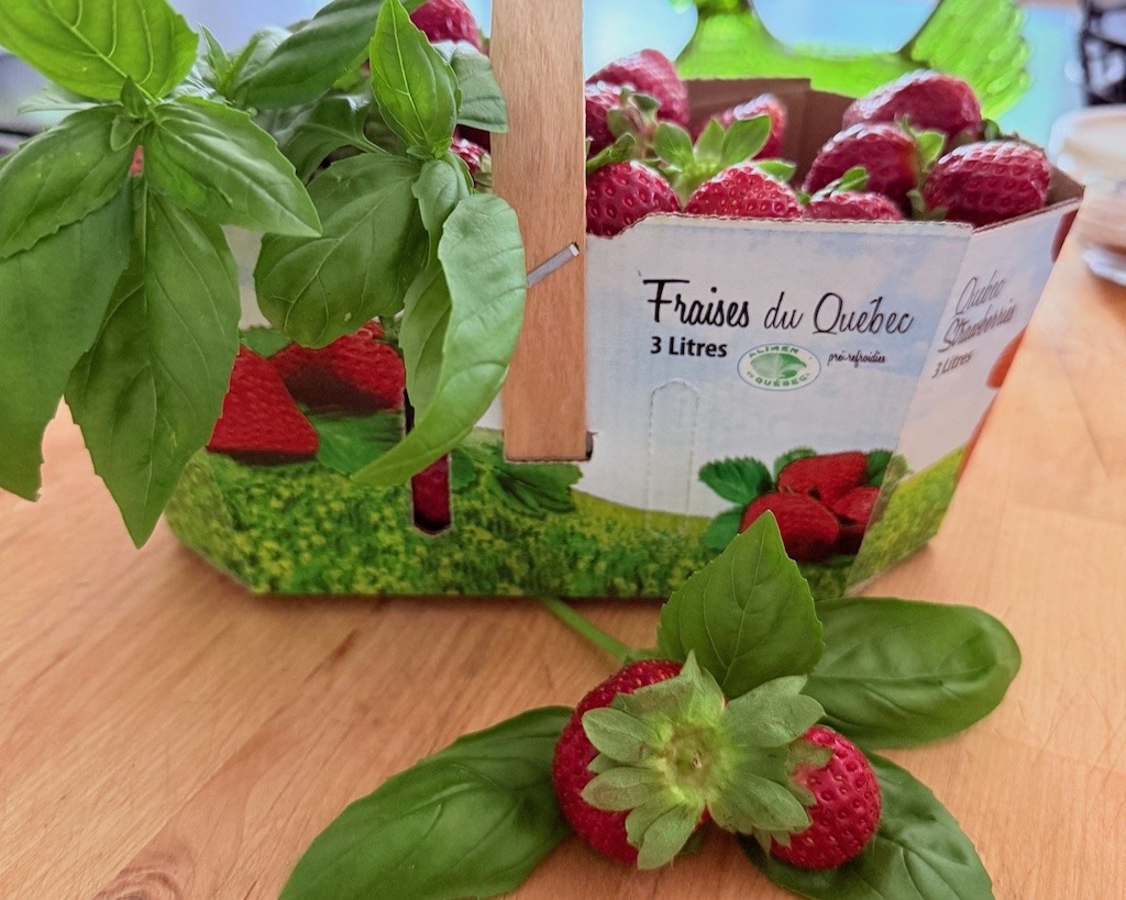 Freshly picked Quebec strawberries in a basket with fresh basil accompanying it.