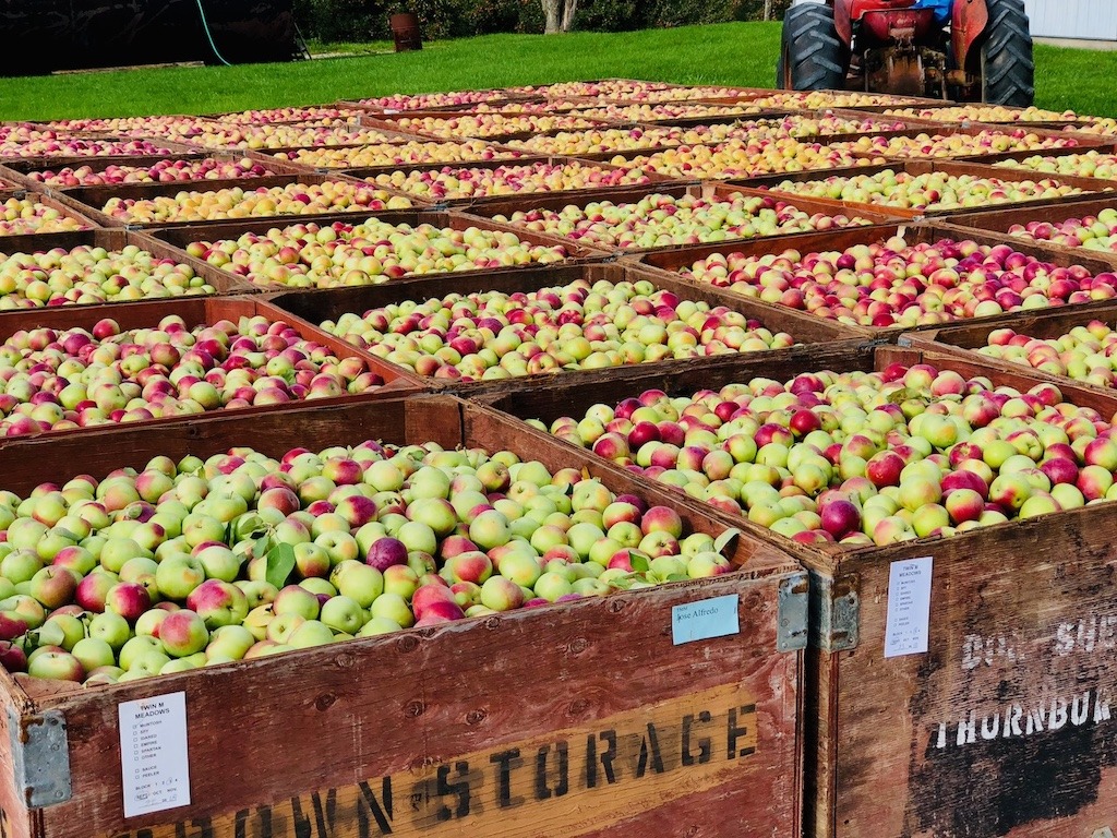 Crates of fresh apples harvested in Grey County during the fall season in Ontario.
