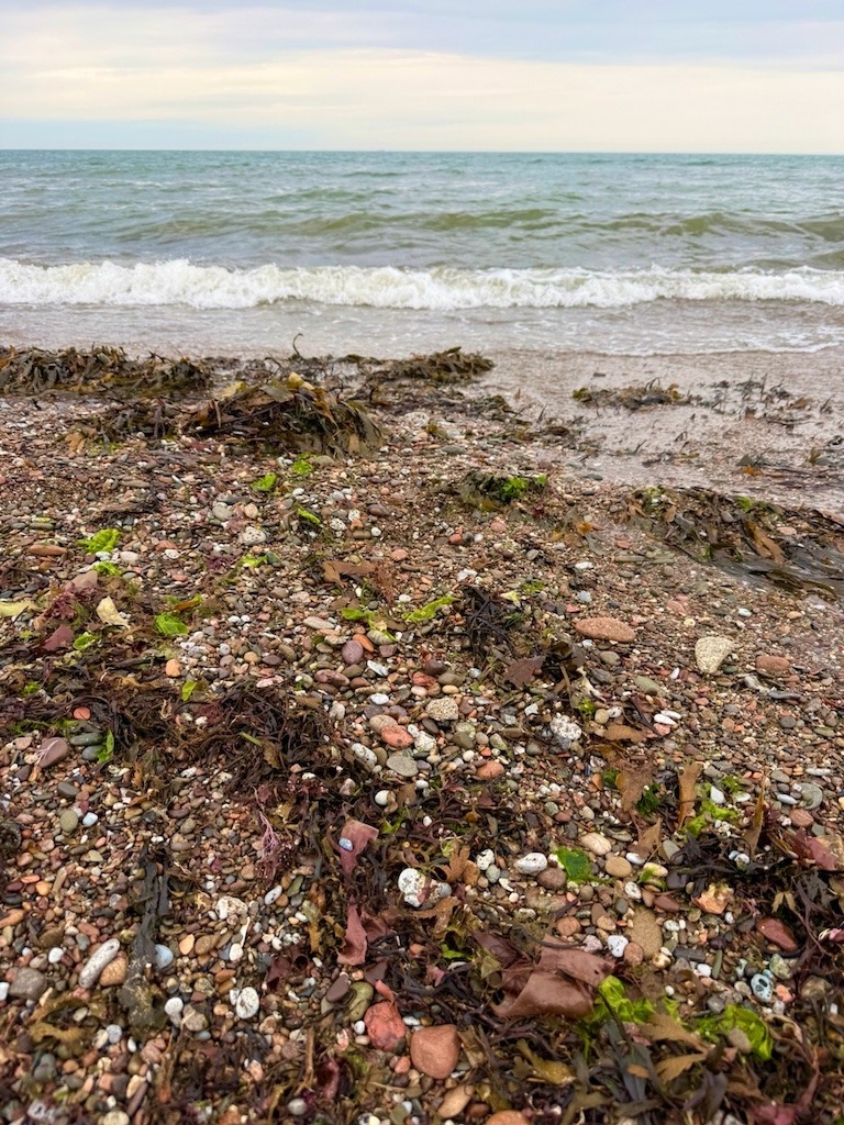 a wrack line on a beach